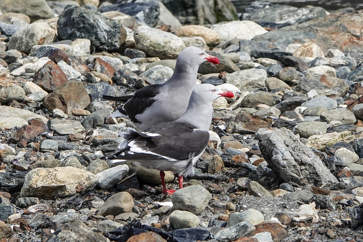 Dolphin Gull - ML627436041