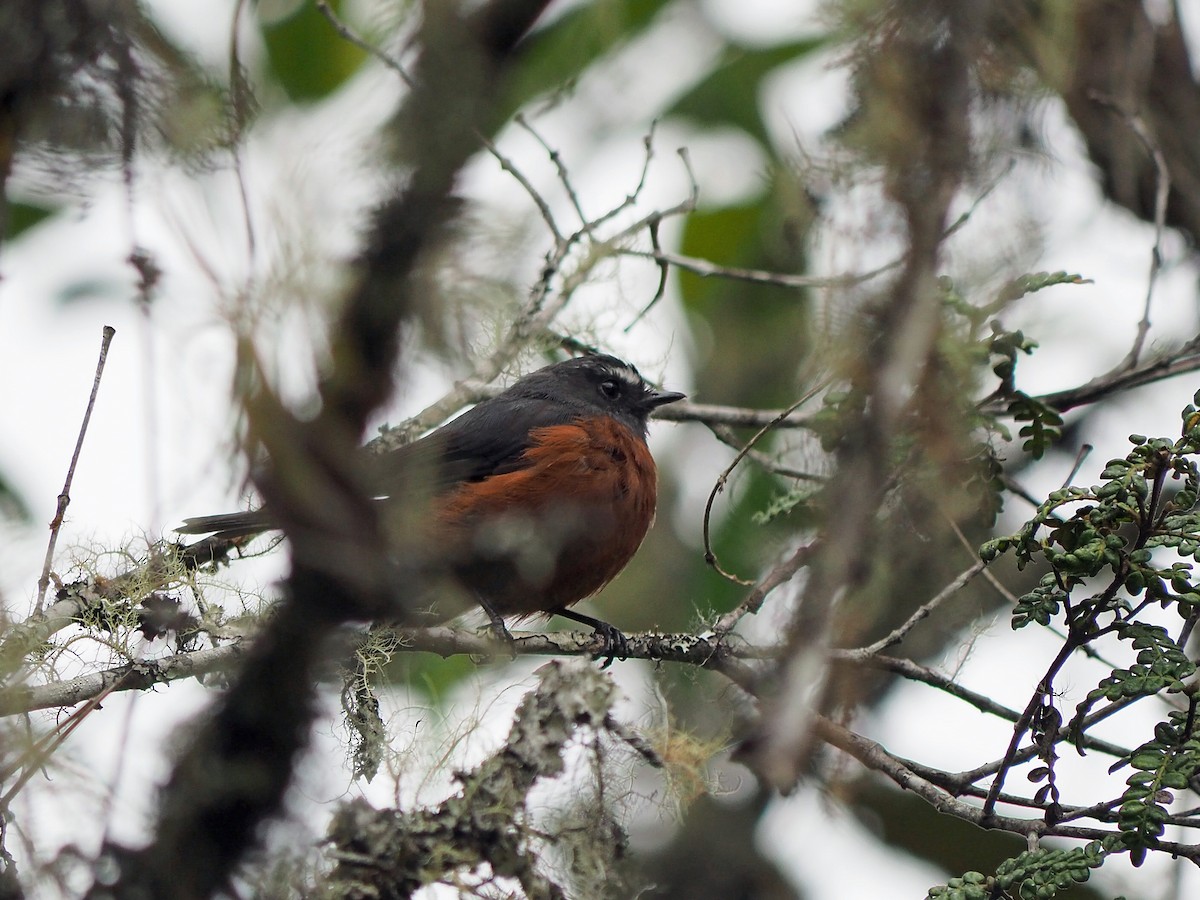 Chestnut-bellied Chat-Tyrant - ML627436327