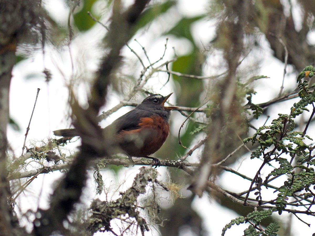 Chestnut-bellied Chat-Tyrant - ML627436328