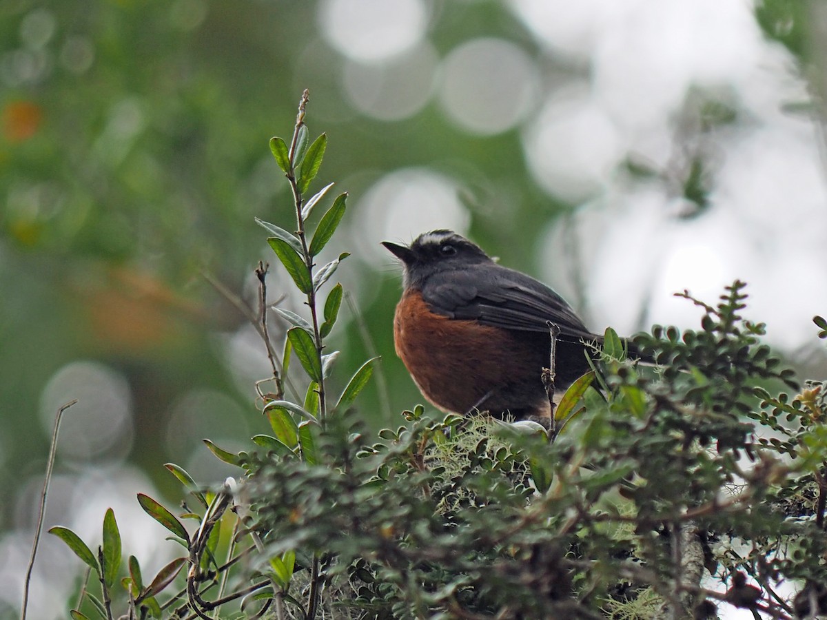 Chestnut-bellied Chat-Tyrant - ML627436329