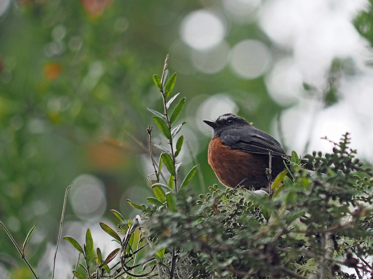 Chestnut-bellied Chat-Tyrant - ML627436330