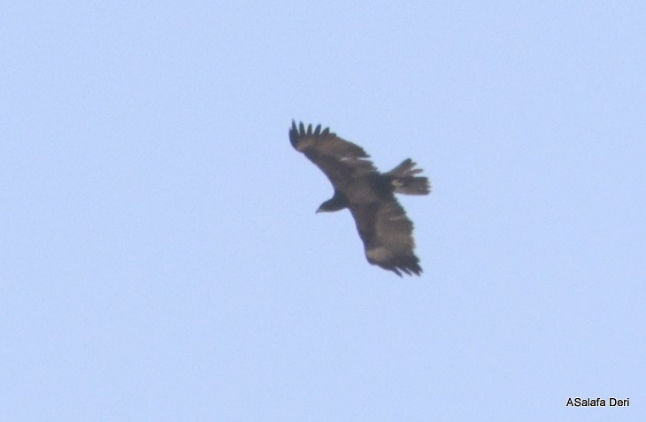 Aquila rapace - ML627436453