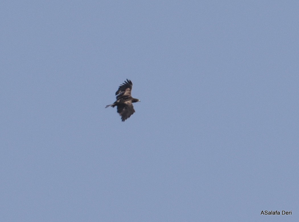 Aquila rapace - ML627436454