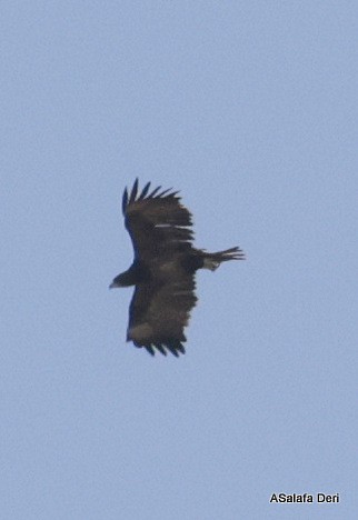 Aquila rapace - ML627436455
