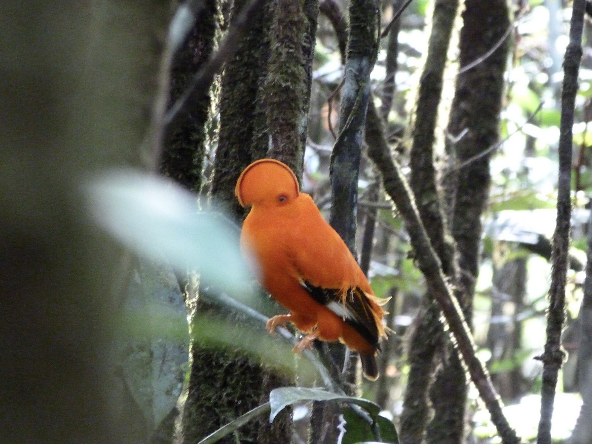 Coq-de-roche orange - ML627436469