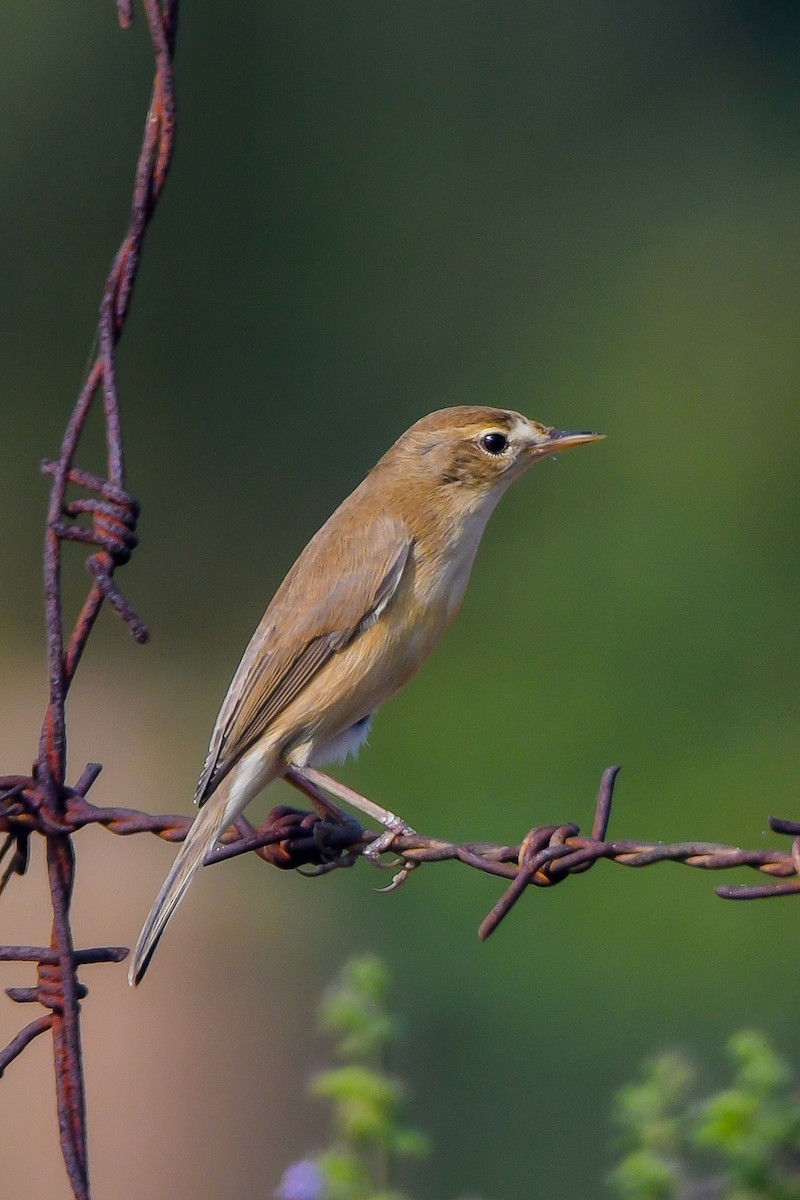 Booted Warbler - ML627436561