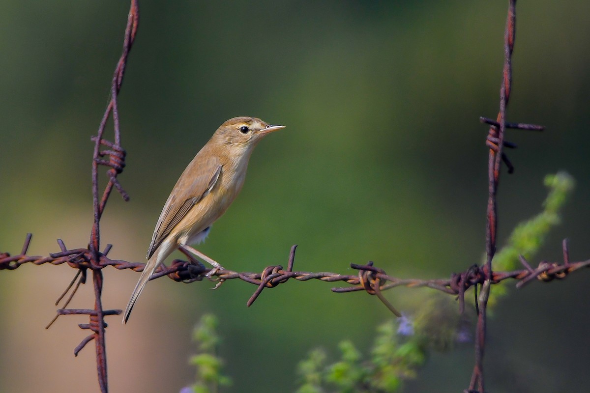 Booted Warbler - ML627436562