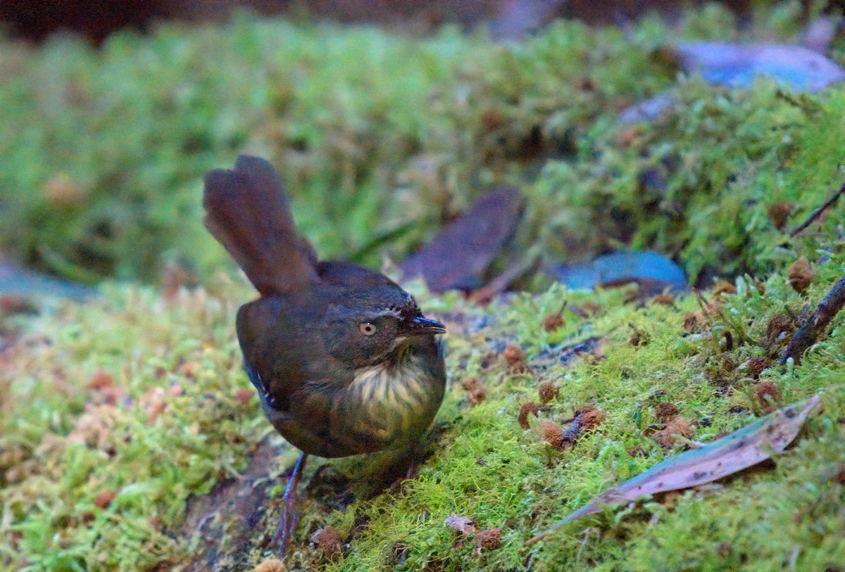 Tasmanian Scrubwren - ML627436977