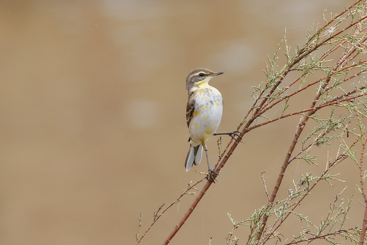 Eastern Yellow Wagtail - Tommy Pedersen