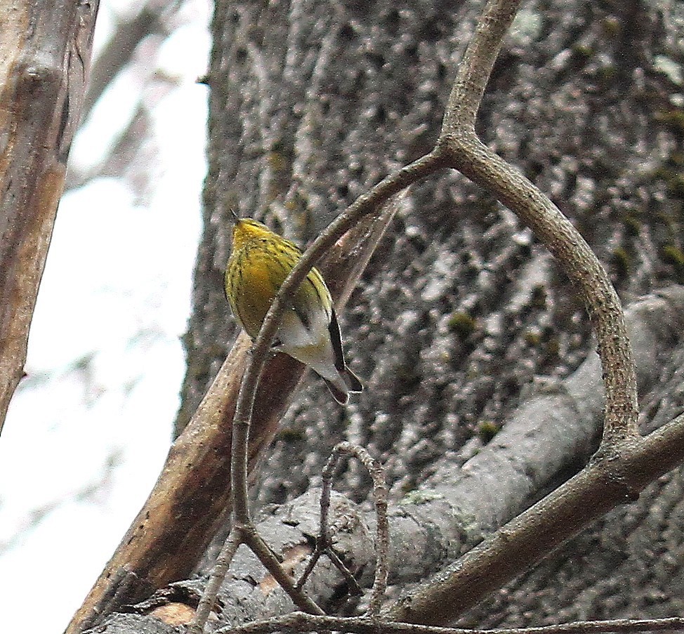 Cape May Warbler - ML627437020