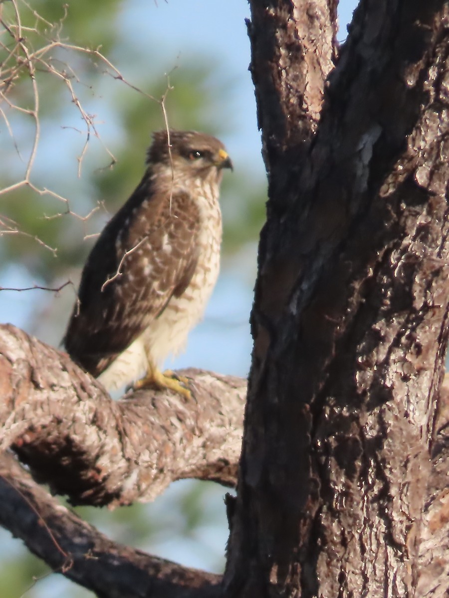 Red-shouldered Hawk - ML627437032