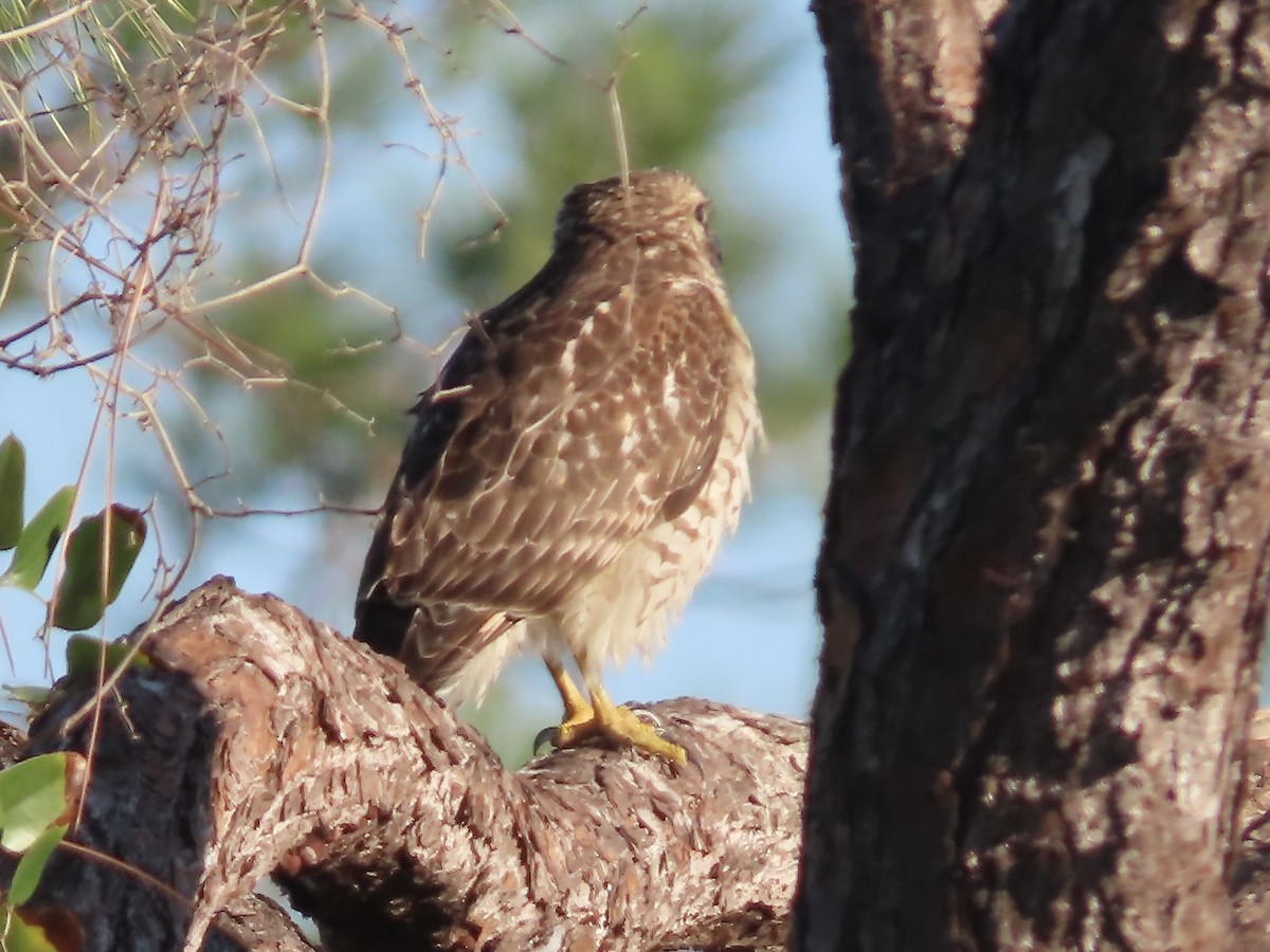 Red-shouldered Hawk - ML627437033