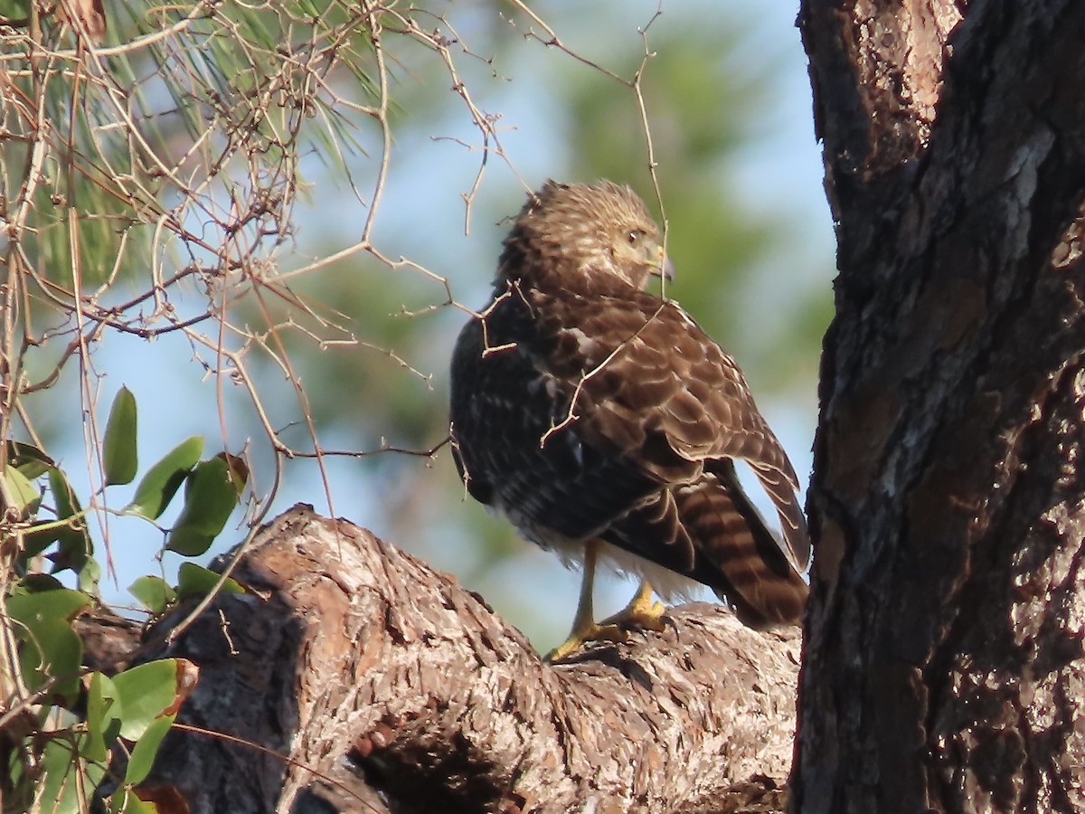 Red-shouldered Hawk - ML627437034