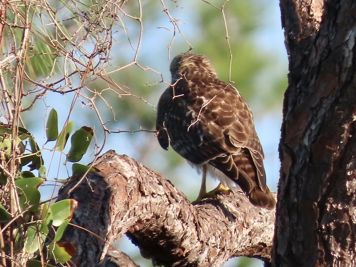 Red-shouldered Hawk - ML627437035