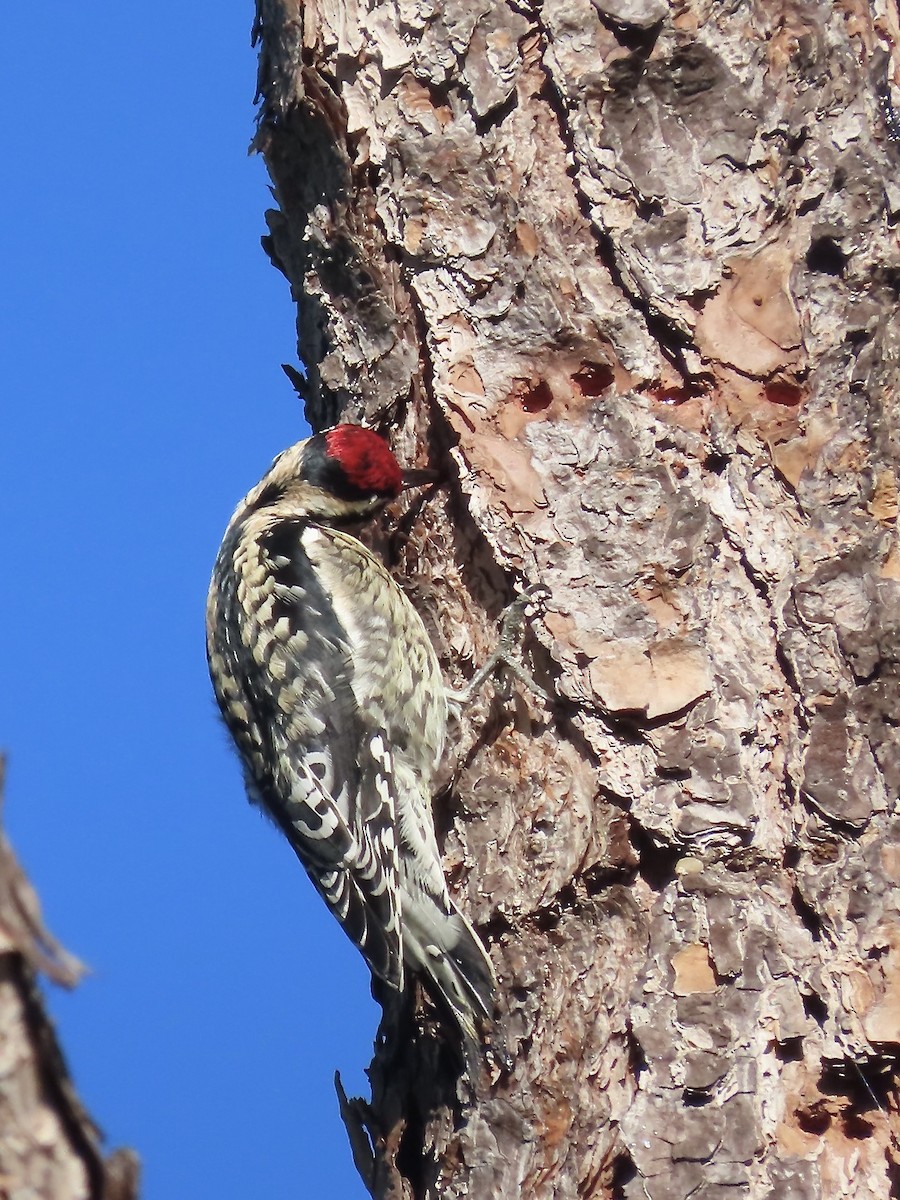 Yellow-bellied Sapsucker - ML627437049