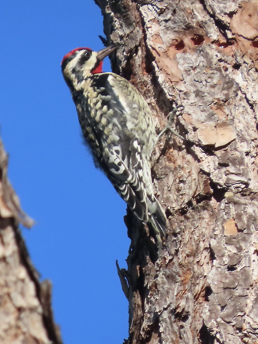 Yellow-bellied Sapsucker - ML627437050