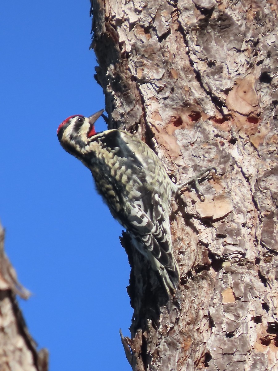 Yellow-bellied Sapsucker - ML627437051