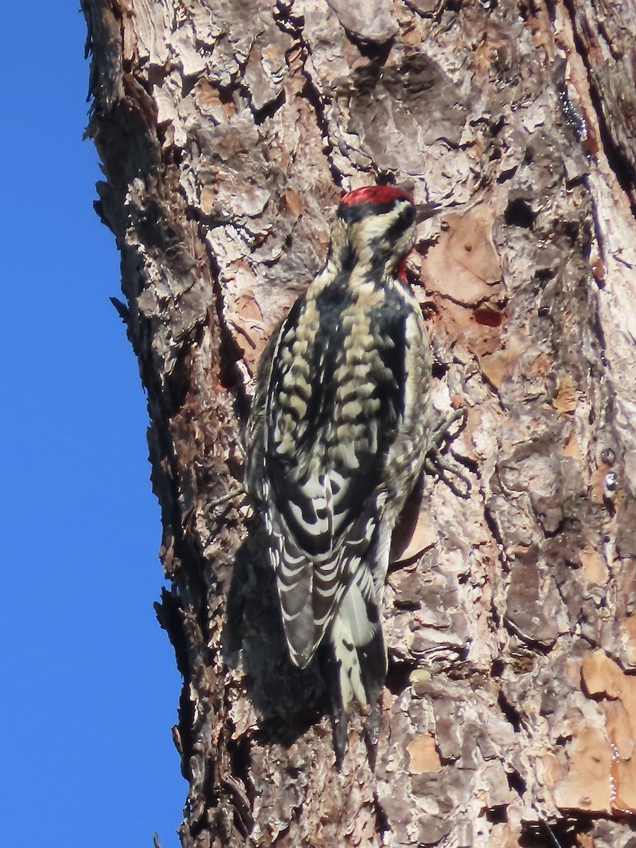 Yellow-bellied Sapsucker - ML627437052