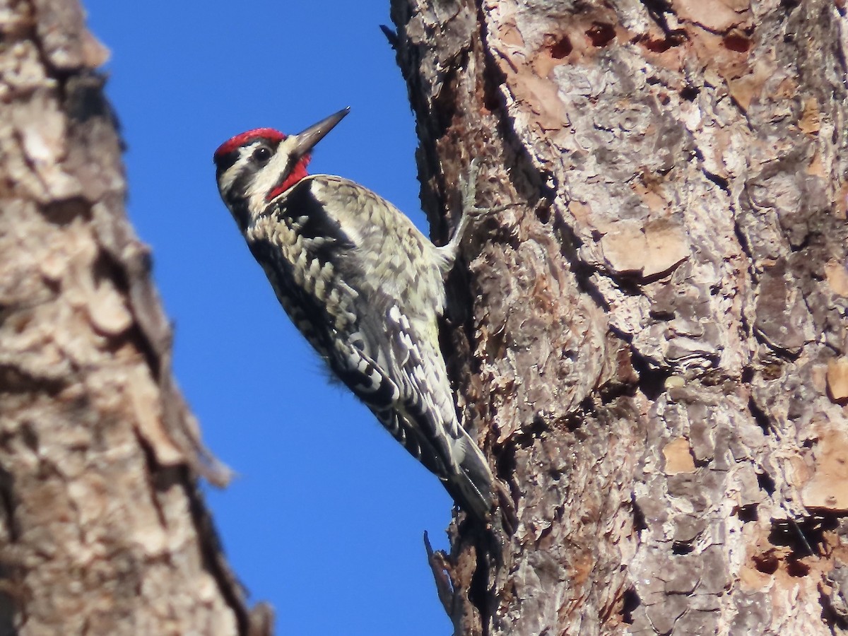 Yellow-bellied Sapsucker - ML627437053