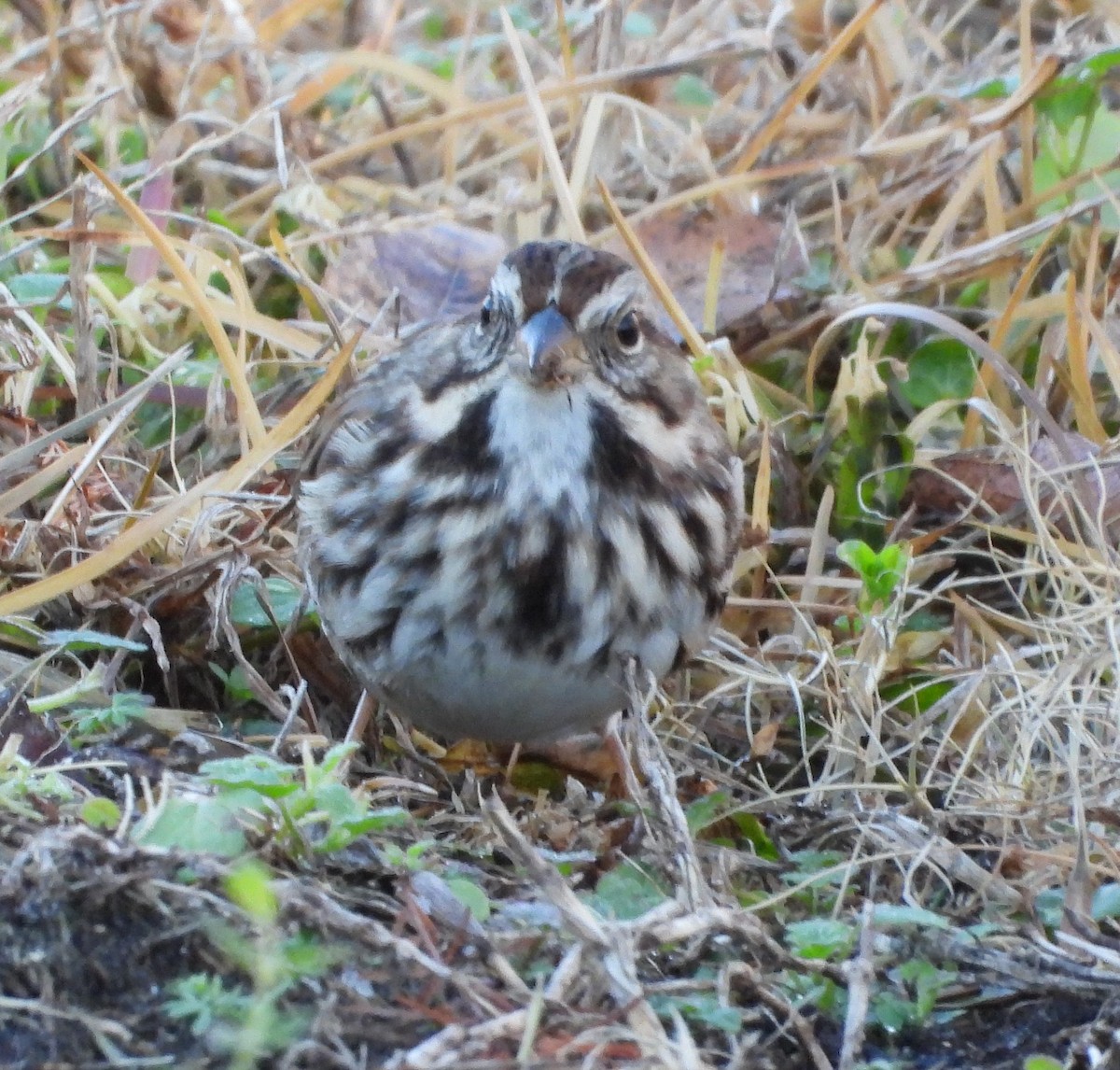 Song Sparrow - ML627437062