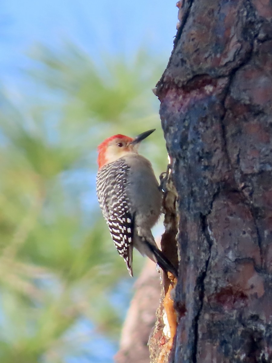 Red-bellied Woodpecker - ML627437067