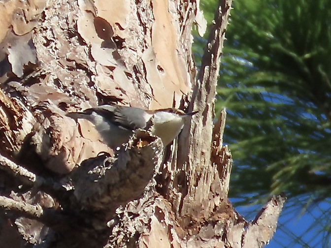 Brown-headed Nuthatch - ML627437075