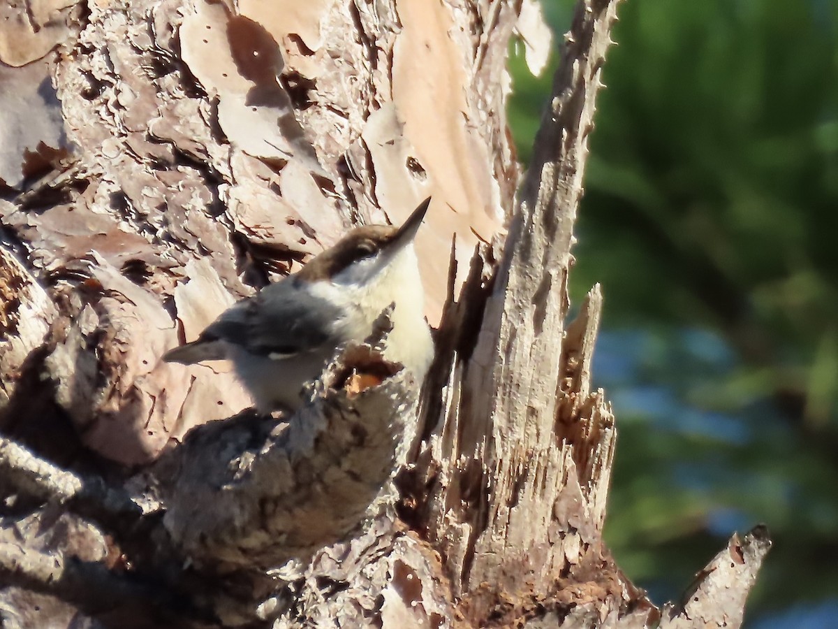 Brown-headed Nuthatch - ML627437077