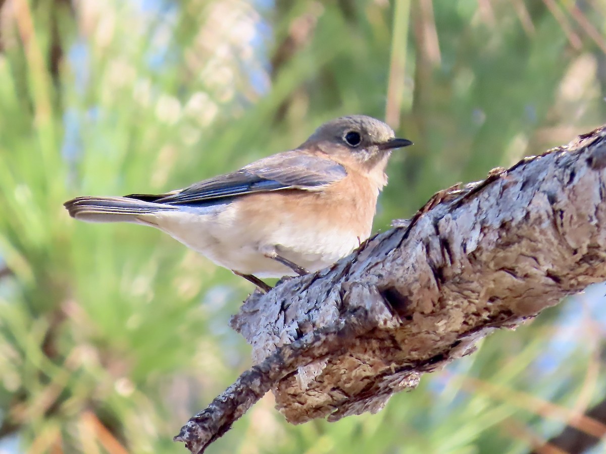 Eastern Bluebird - ML627437086