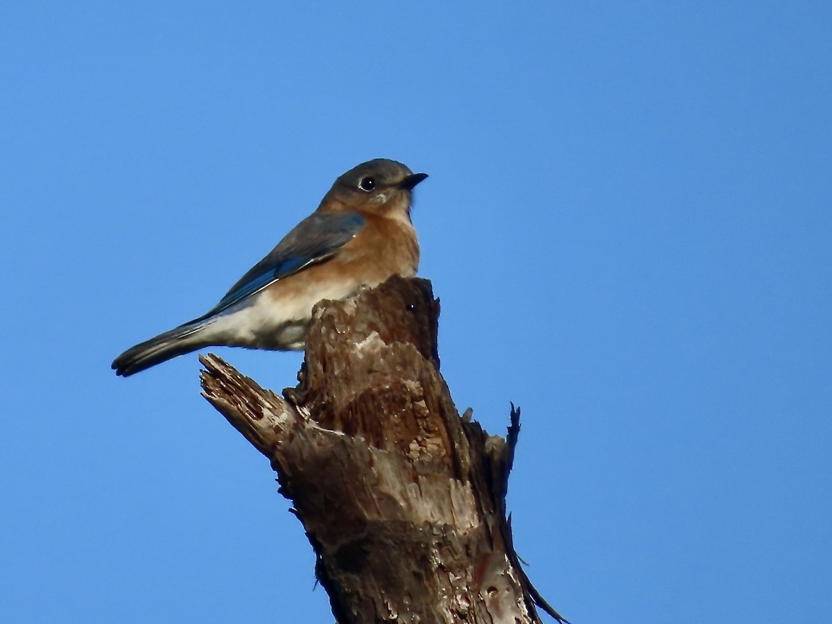 Eastern Bluebird - ML627437103