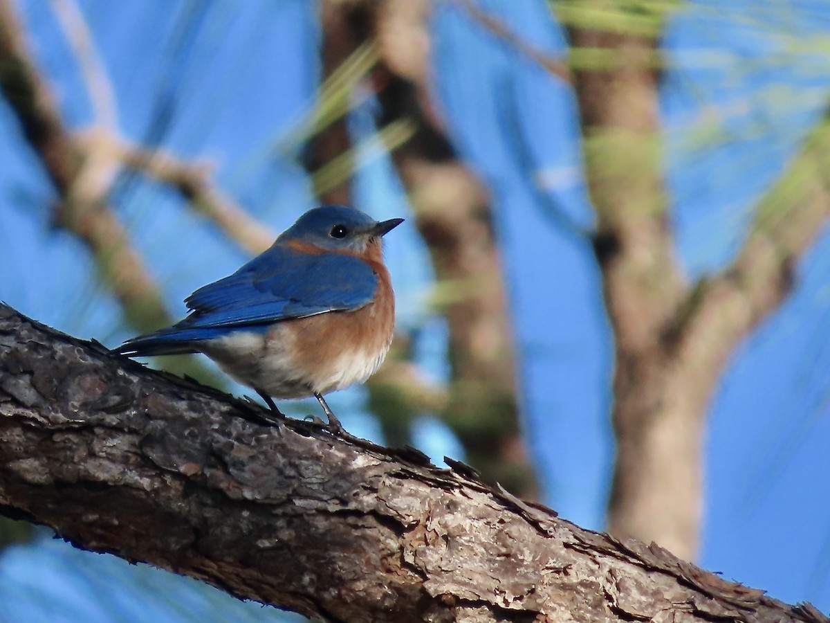 Eastern Bluebird - ML627437104