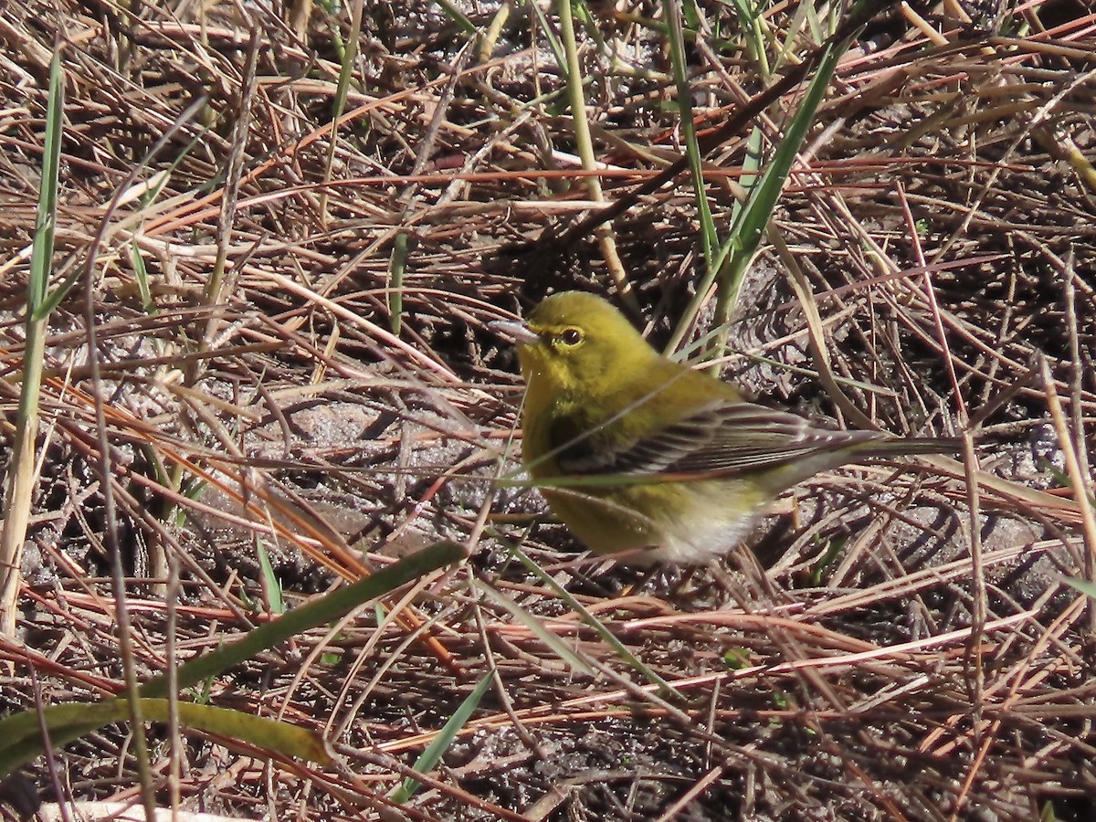 Pine Warbler - ML627437117