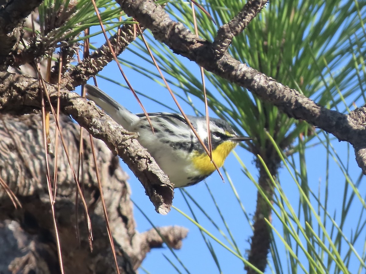 Yellow-throated Warbler - ML627437135