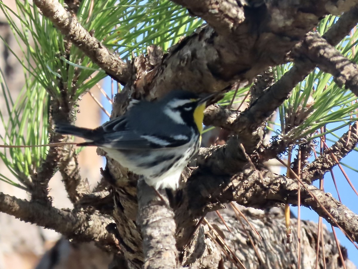 Yellow-throated Warbler - ML627437150