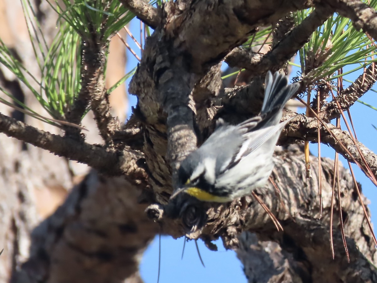 Yellow-throated Warbler - ML627437151