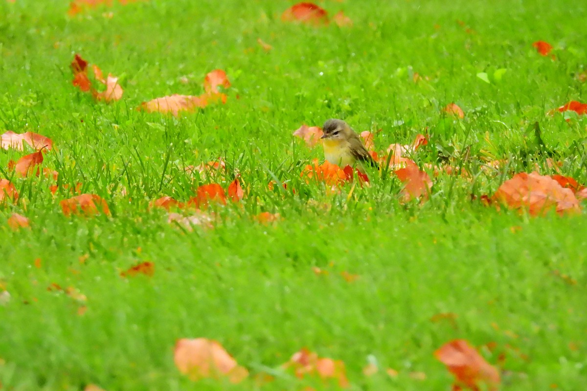 Philadelphia Vireo - ML627437313
