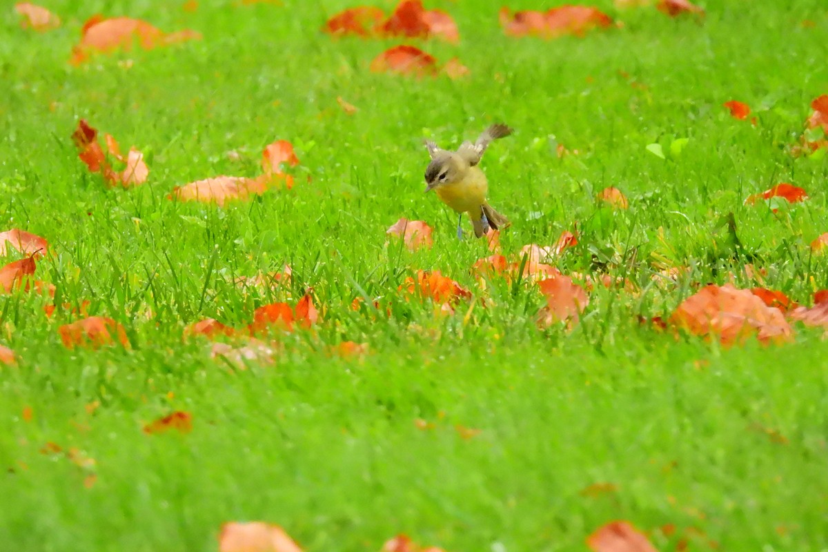 Philadelphia Vireo - ML627437314