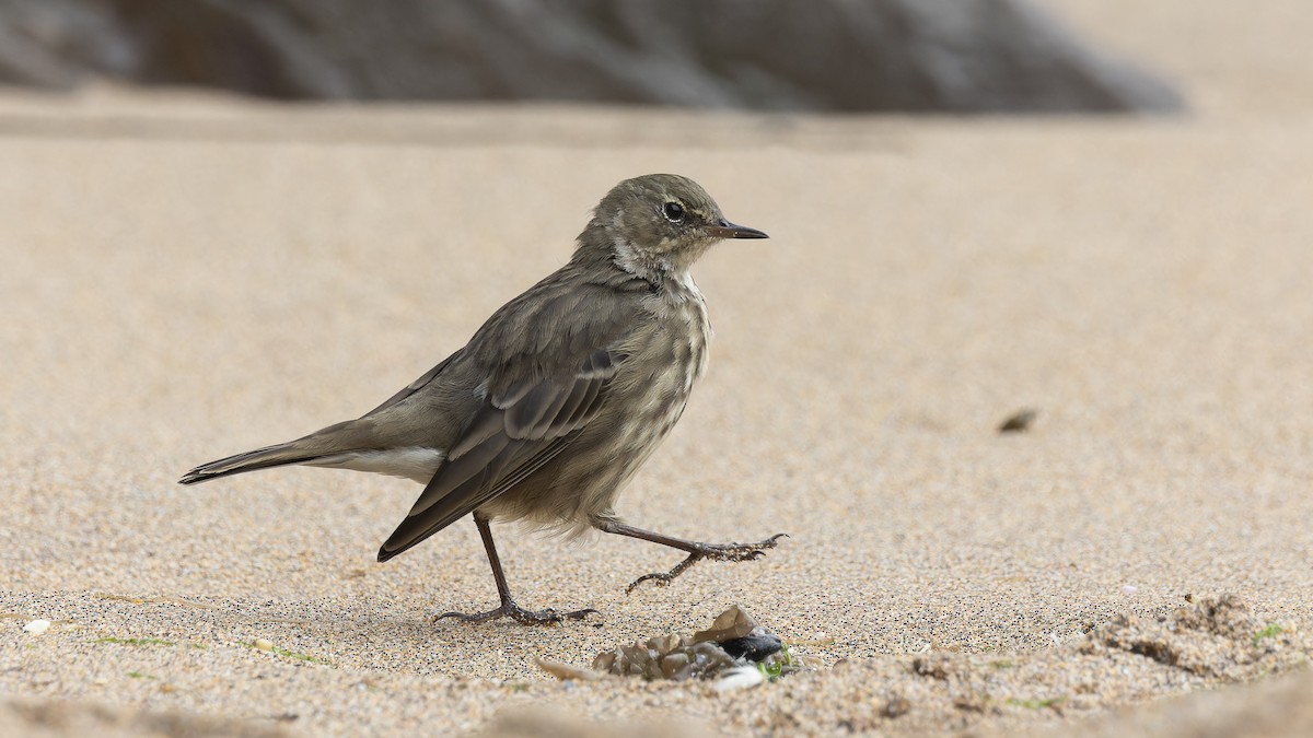Rock Pipit - ML627437339