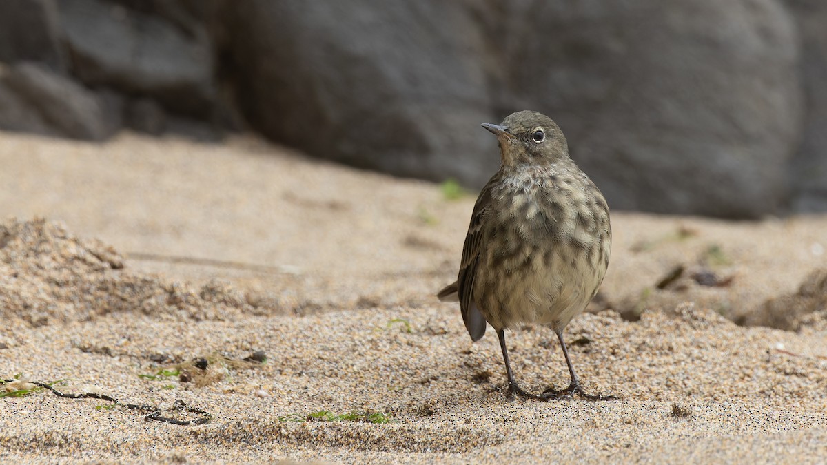 Rock Pipit - ML627437340