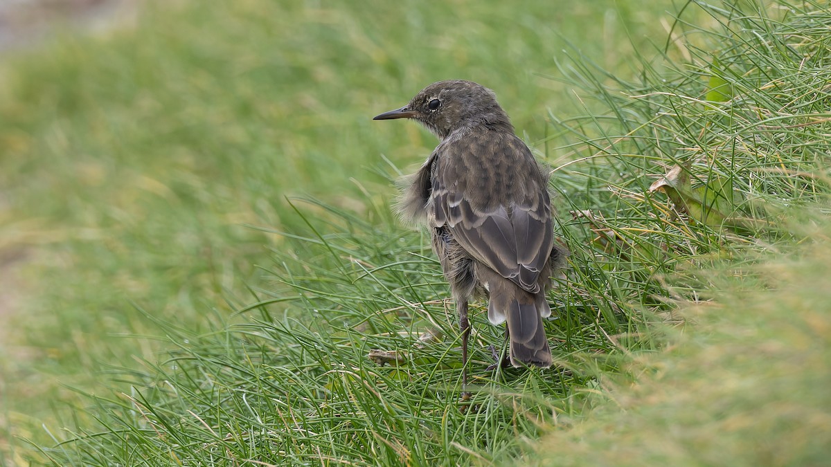Rock Pipit - ML627437341