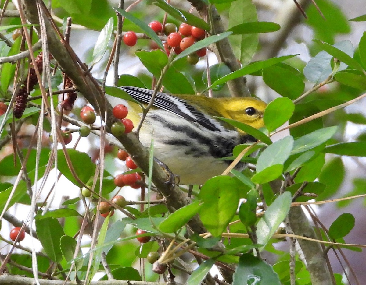 Black-throated Green Warbler - ML627437344