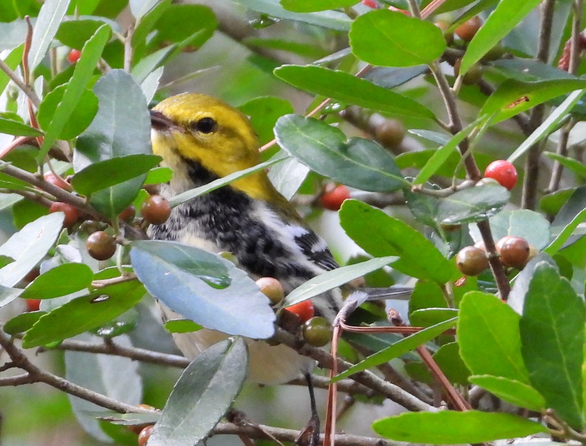 Black-throated Green Warbler - ML627437345
