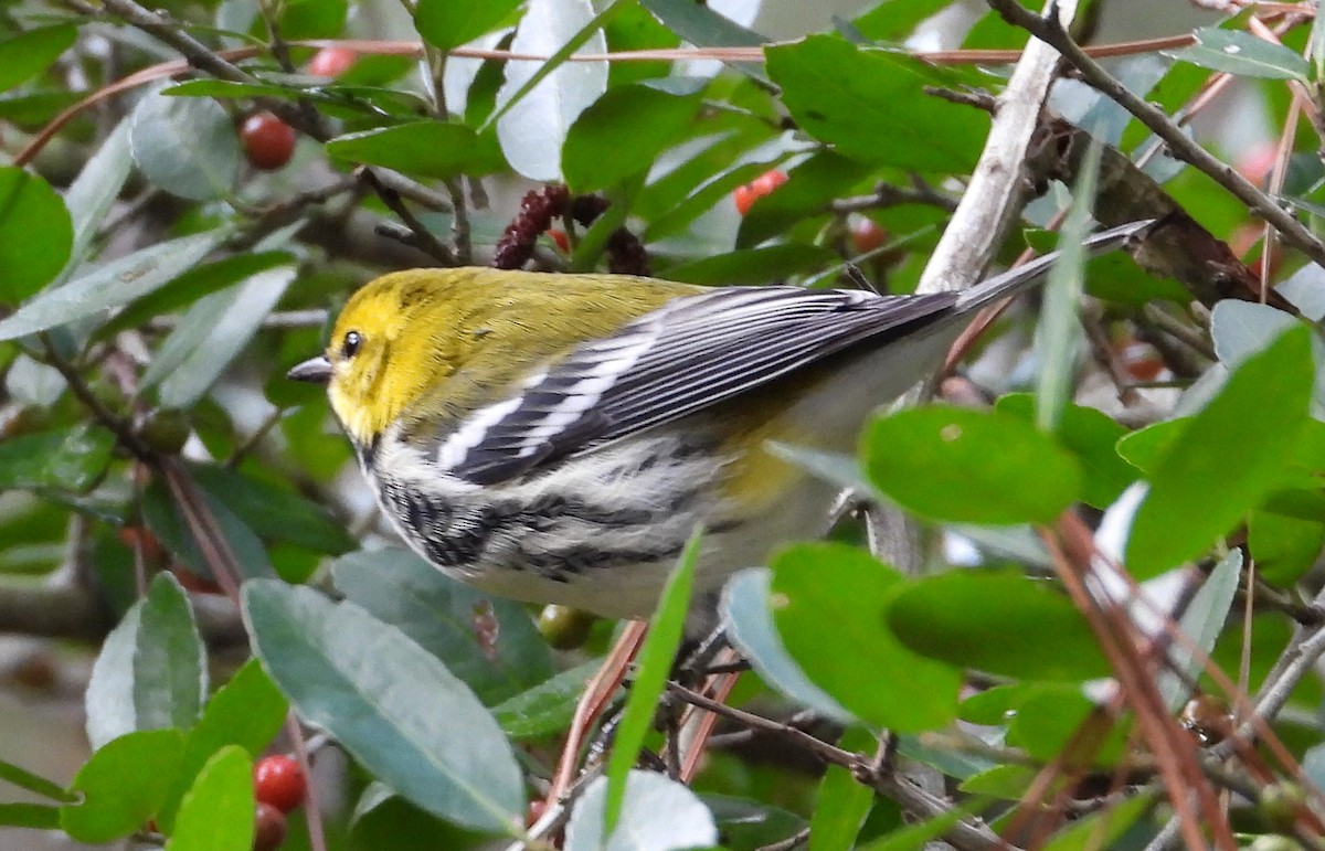 Black-throated Green Warbler - ML627437346