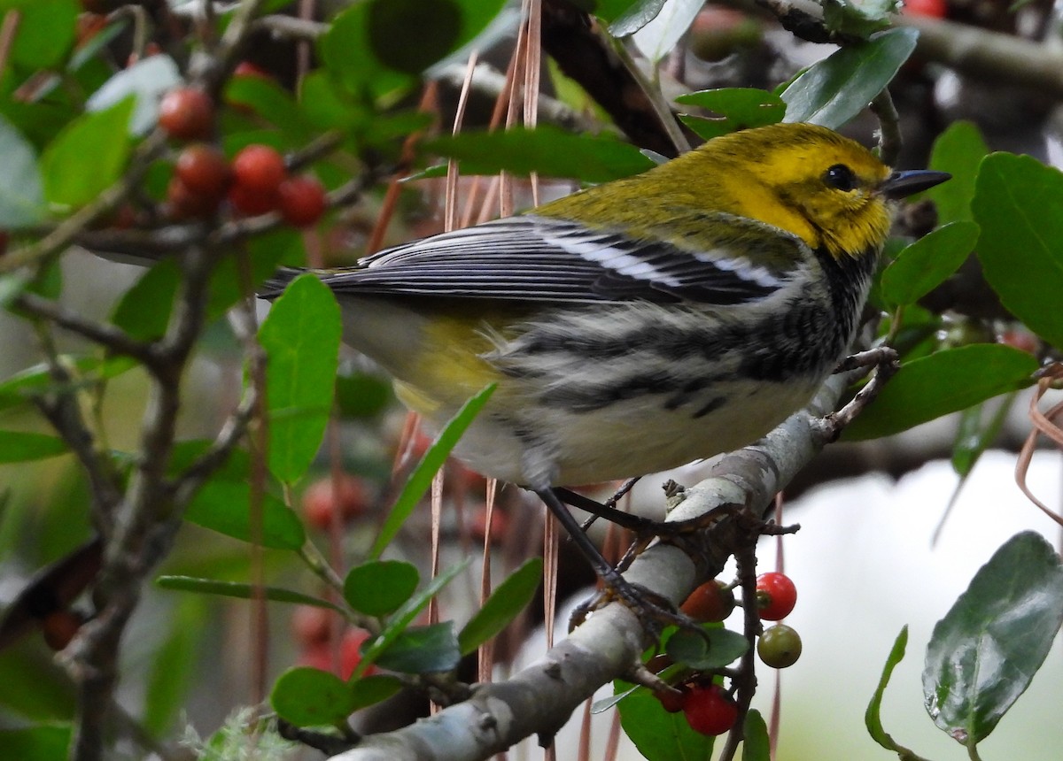Black-throated Green Warbler - ML627437347