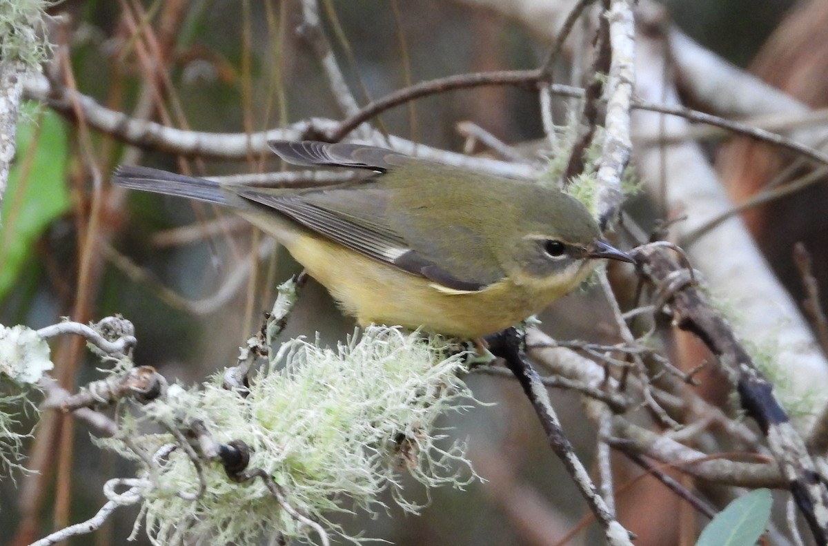 Black-throated Blue Warbler - ML627437352