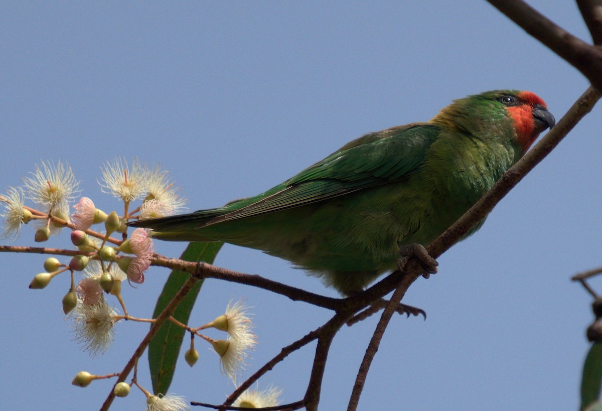 Little Lorikeet - ML627437404
