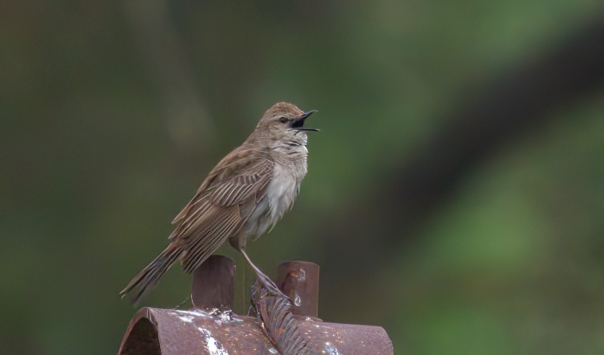 Rufous Songlark - ML627437486