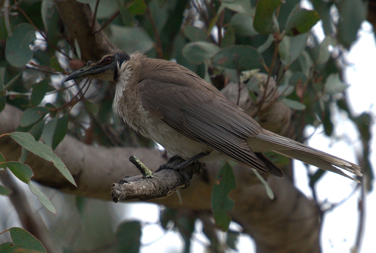 Noisy Friarbird - ML627437505