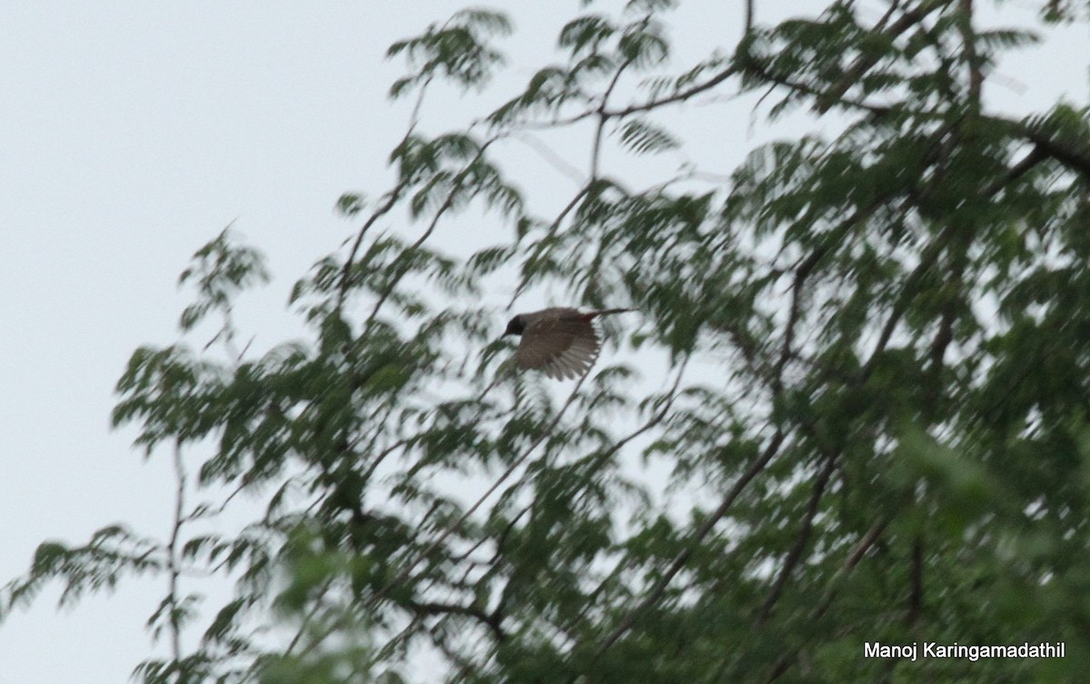 Red-vented Bulbul - Manoj Karingamadathil