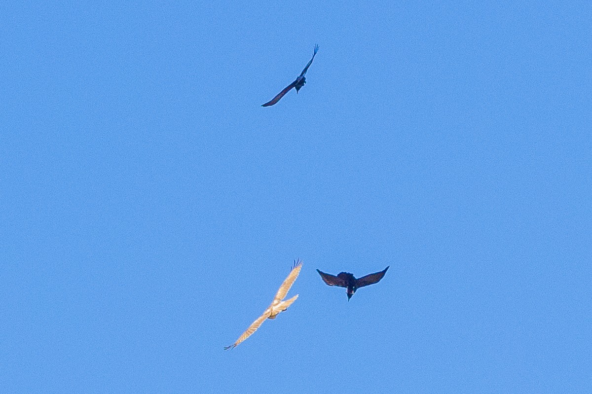 American Crow - ML627437512