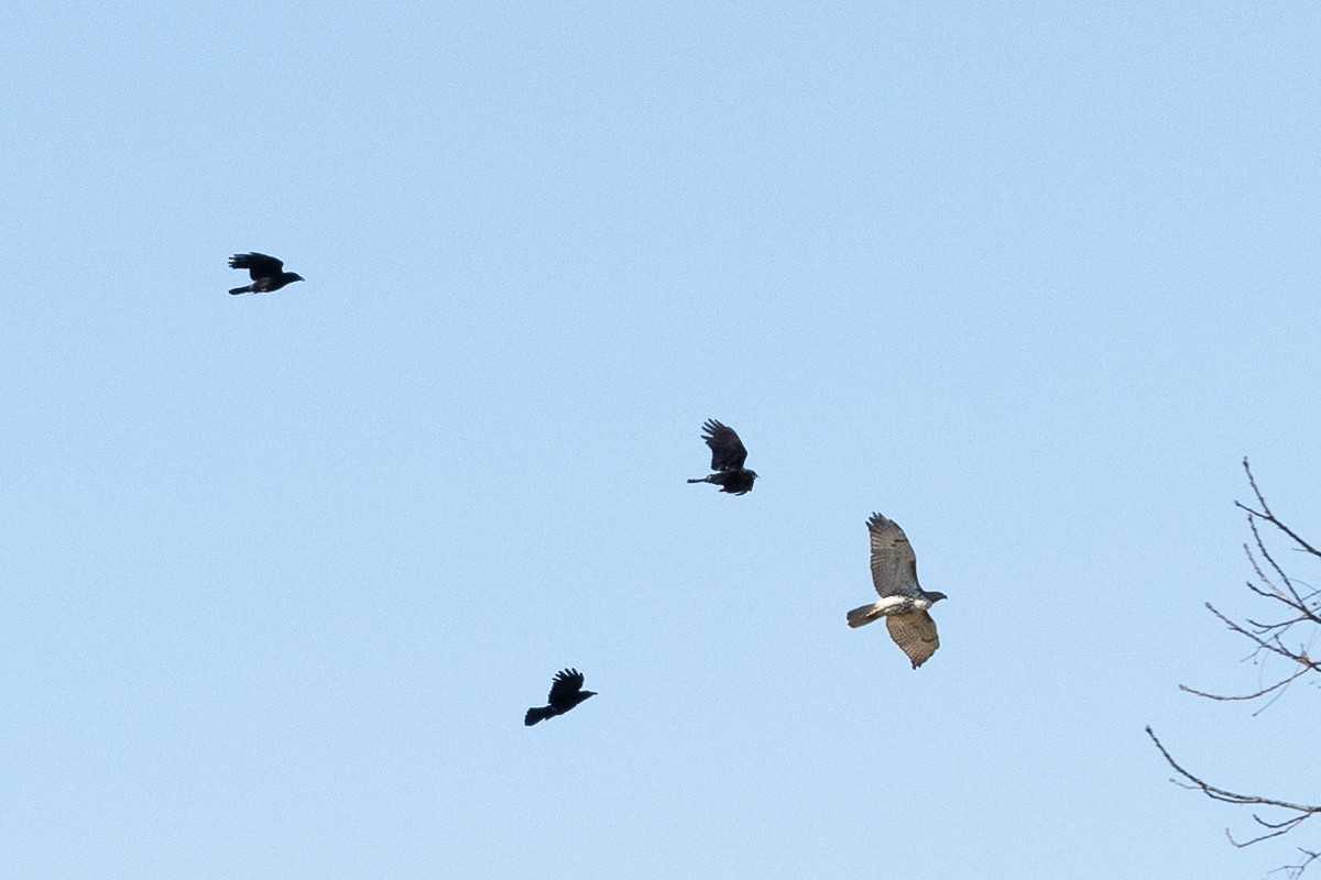 American Crow - ML627437513
